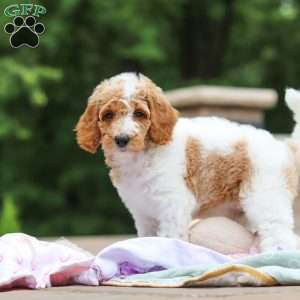 Millie, Standard Poodle Puppy